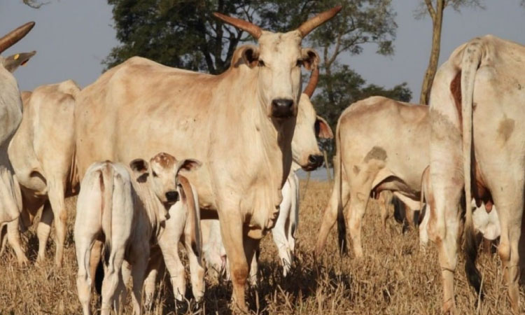 Cuidado com as vacas na seca garante mais bezerros saudáveis na próxima estação.