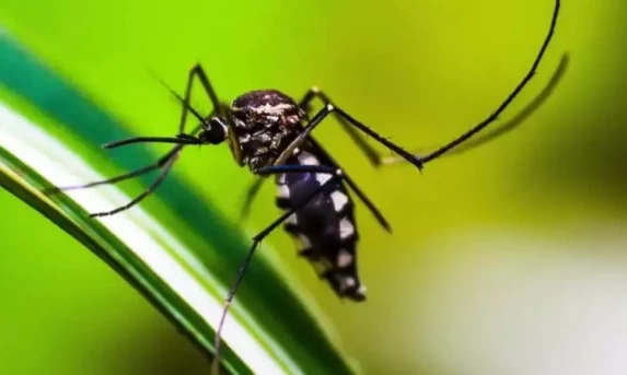 DENGUE: Conheça os principais sintomas da doença.