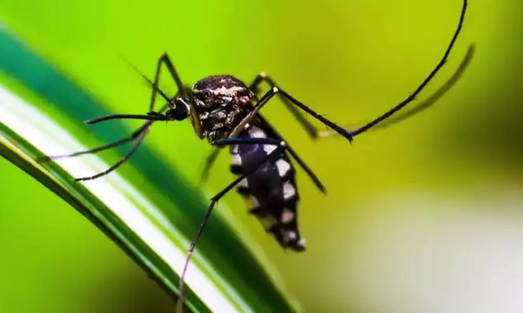 DENGUE: Conheça os principais sintomas da doença.