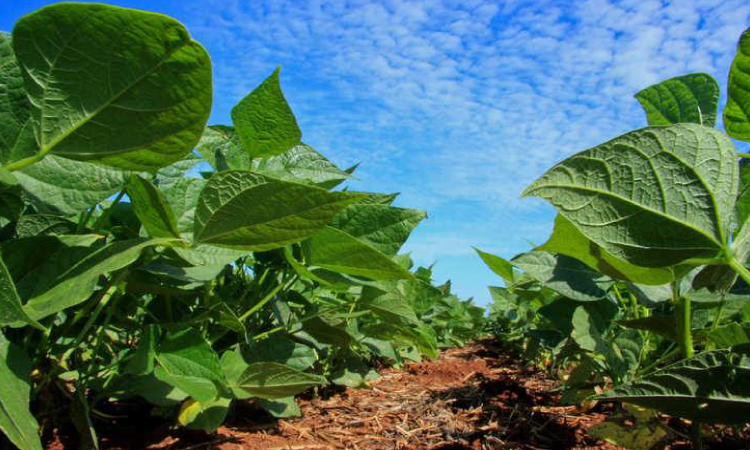 Deral destaca aumento na área de feijão e divulga estimativa da safra de inverno no Paraná.