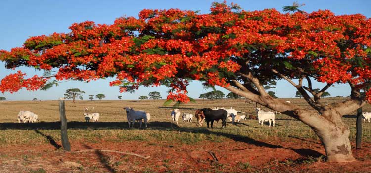 DESENVOLVIMENTO SUSTENTÁVEL: Estado e Faep discutem ações de regularização ambiental no campo com produtores