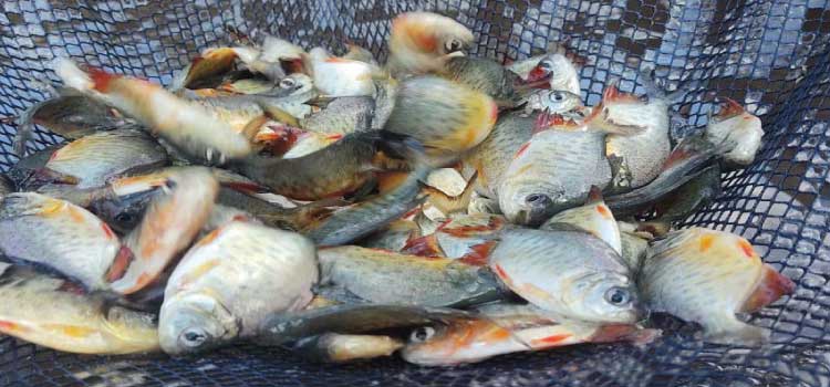 DESENVOLVIMENTO SUSTENTÁVEL: Paraná atinge a marca de 2 milhões de peixes nativos soltos em bacias hidrográficas.