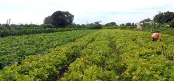 ECONOMIA: MDA lança programa de gestão para cooperativas da agricultura familiar.