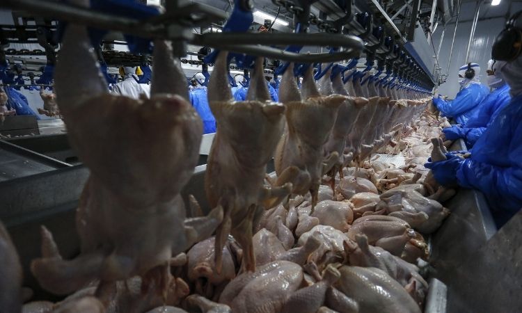 Economia: Paraná consolida liderança mundial e exporta carne de frango para 150 países