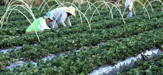 ECONOMIA: Plataforma do Desenrola renegociará dívidas de agricultores familiares.