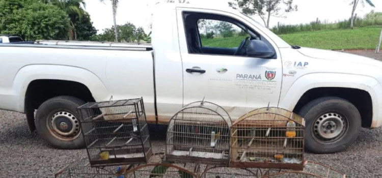 Fiscais do IAT resgatam seis aves silvestres de criador clandestino em Perobal.