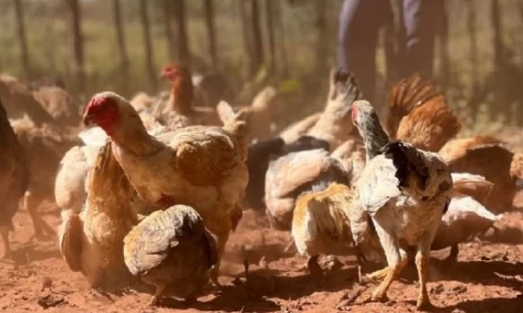 Gripe aviária: ministério mantém em investigação 8 casos suspeitos no Brasil.