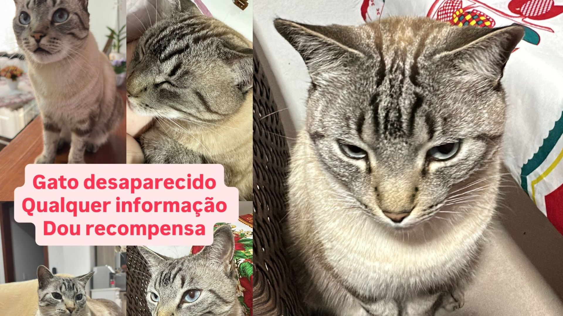 Guaraniaçu: Gato desaparecido!