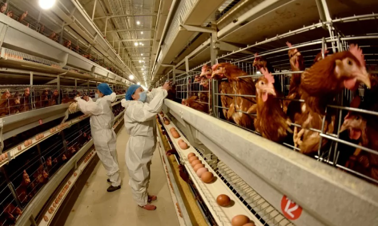 H5N1: vírus se espalhou em aves e mamíferos e pode causar próxima pandemia.