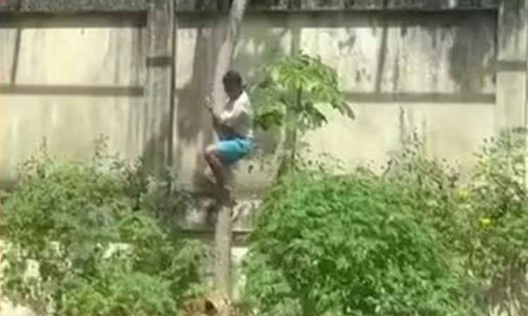 Homem Invade Jaula de Leoa e Morre Atacado em Zoológico na Paraíba