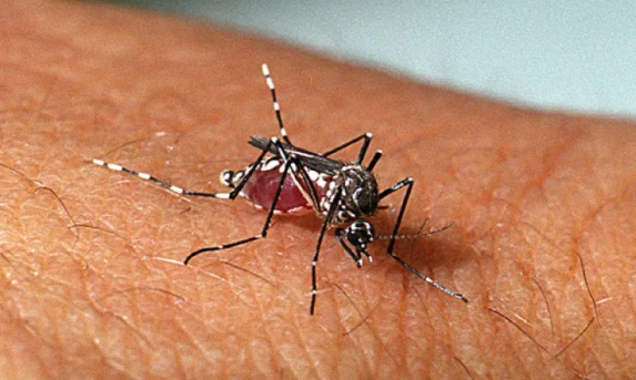 Informe da Secretaria da Saúde registra 38.468 novos casos de dengue e mais 26 óbitos.