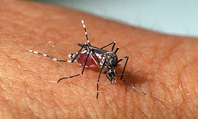 Informe da Secretaria da Saúde registra 38.468 novos casos de dengue e mais 26 óbitos.