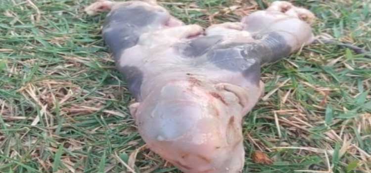INUSITADO: Porco nasce com dois corpos e uma cabeça no Paraná.