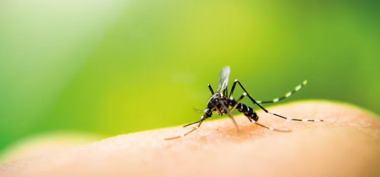 Levantamento mostra presença do Aedes aegypti em 6 mil locais no Paraná