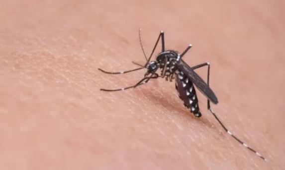 Mais 17 municípios do Paraná vão receber vacinas contra a dengue.