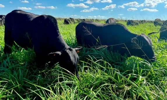 Mais de 19 mil propriedades do Paraná atualizam rebanho em 12 dias de campanha.