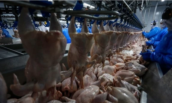 Malásia retoma importação de frango brasileiro e Paraná deve ser beneficiado