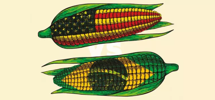 O que falta para o Brasil alcançar os Estados Unidos no milho?