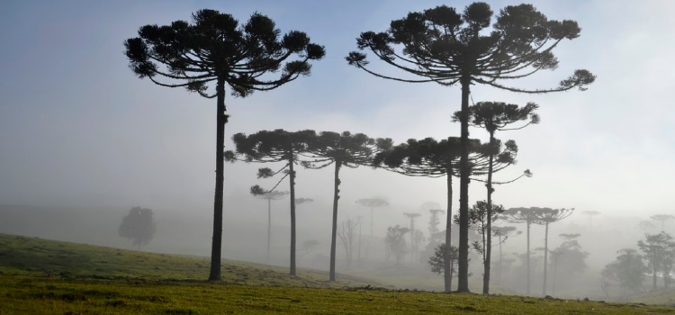 Outono promete ser de chuvas abaixo da média e com temperaturas amenas no Oeste Paraná.