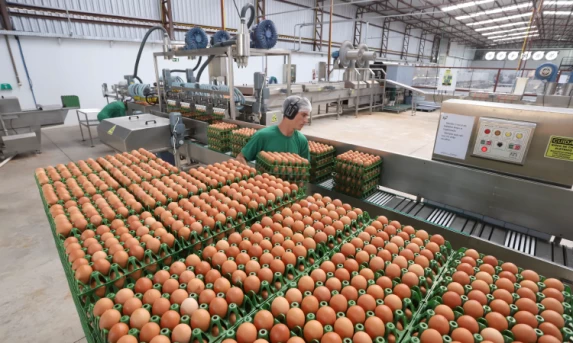 Paraná amplia participação na produção nacional de frangos, leite, ovos e suínos.