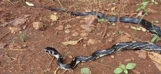 PARANÁ: Cobra caninana é encontrada por trabalhadores em propriedade.