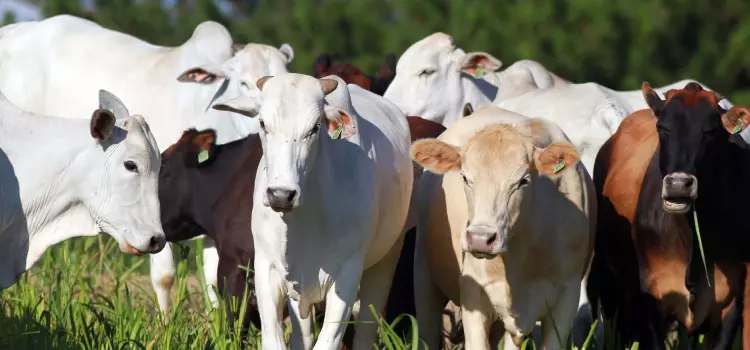 Paraná conquista status internacional de área livre de febre aftosa sem vacinação