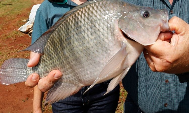 Paraná consolida liderança e alcança marca histórica de 273 mil toneladas de peixes produzidas em 2025