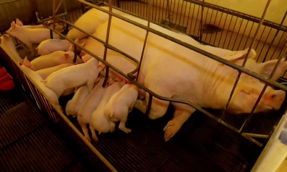 Paraná é o segundo principal exportador de suínos reprodutores de raça pura