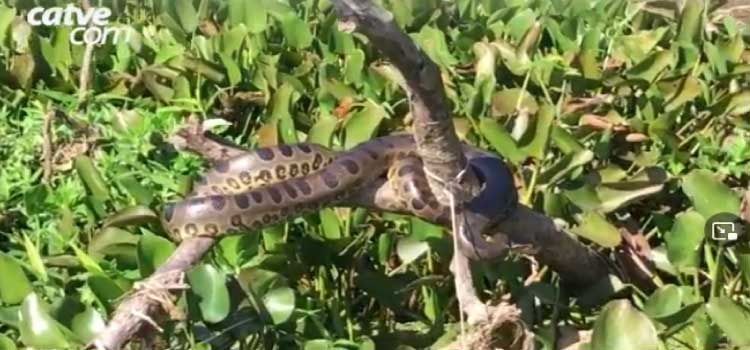 PARANÁ: Pescadores flagram 3 onças-pintadas e 3 sucuris.