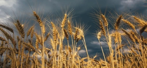 PARANÁ: Prejuízos de produtores de trigo podem chegar a R$ 1 bilhão.