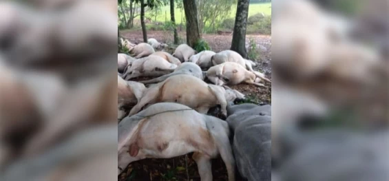 PARANÁ: Raio mata 34 cabeças de gado.