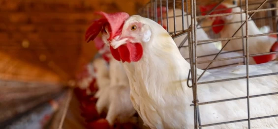 PARANÁ: Secretários da Agricultura pedem ao Ministério rigor nas regras contra influenza aviária.