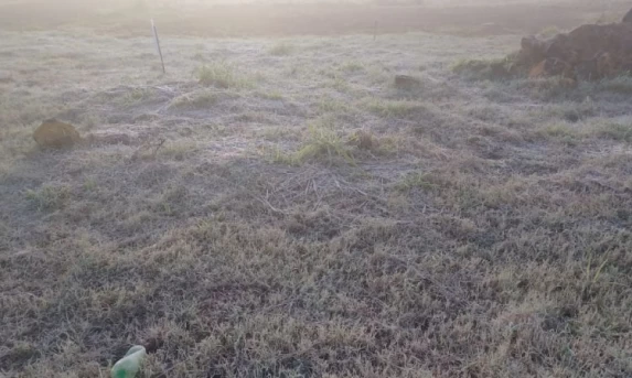 Paraná tem manhã mais fria do ano com geada e temperaturas negativas