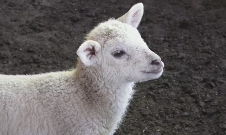 Parto Raro: Ovelha do Paraná Dá à Luz a Cinco Filhotes da Turma da Mônica