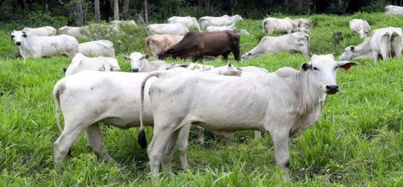 PECUÁRIA: A poucos dias do fim, campanha de atualização de rebanhos alcança 70% das propriedades.