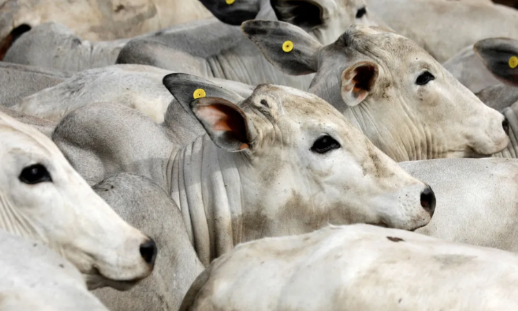 Pecuária: Arroba do boi gordo atinge valor recorde histórico e supera R$ 350, aponta Cepea