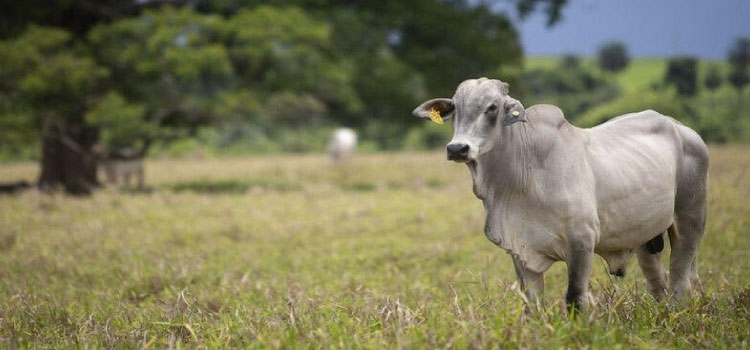 PECUÁRIA: Aumento da oferta interfere no preço do boi gordo no Paraná.