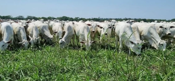 PECUÁRIA: CNA pede a governo ações emergenciais de crédito para socorro a pecuaristas.