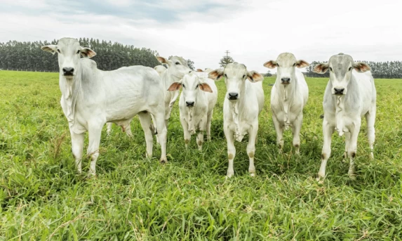 PECUÁRIA: De acordo com Cepea em um ano preços da arroba do boi magro e bezerro, caem na mesma intensidade