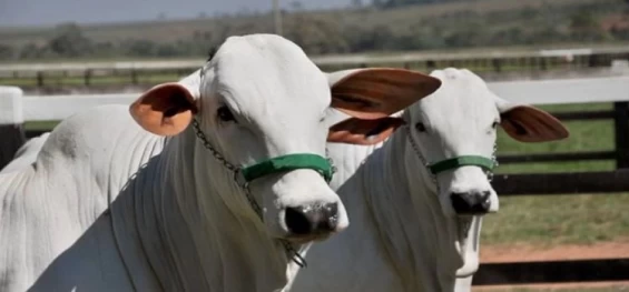 PECUÁRIA: Negociações do boi magro enfrentam lentidão no mercado de reposição.