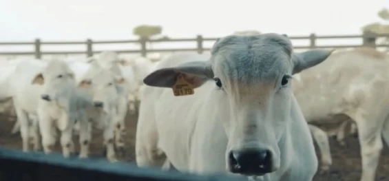 PECUÁRIA: Preço da arroba do boi tem queda nas últimas semanas no país.