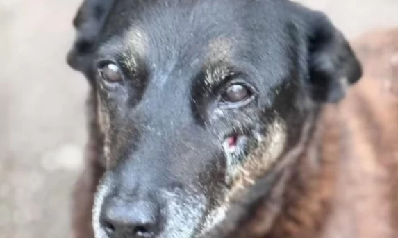 Polícia identifica adolescente suspeito de agredir o cão comunitário 