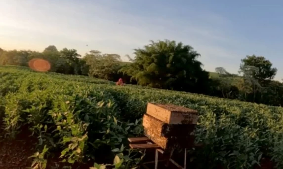 Polinização animal contribui para 12,6% da produção agrícola do Paraná, aponta IBGE