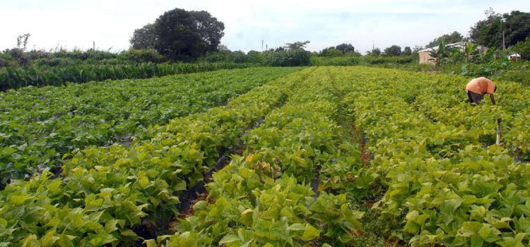 POLÍTICA: Ministérios assinam acordo para impulsionar agricultura familiar.