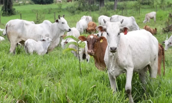 Prazo para atualização obrigatória de rebanhos começa em 1º de maio no PR.