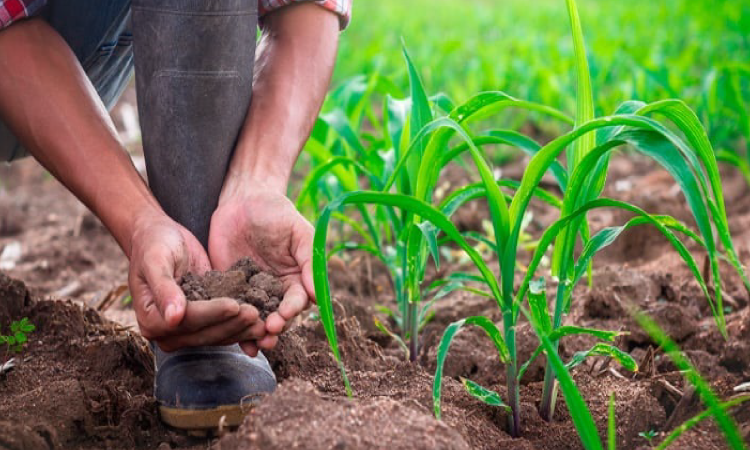 Prazo para produtor rural emitir nota fiscal eletrônica é prorrogado.