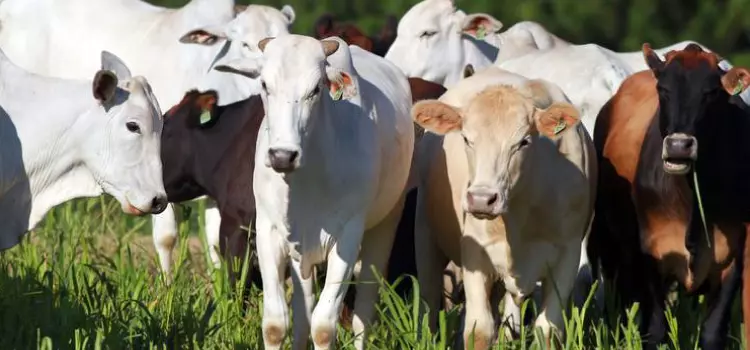 Preço da arroba bovina subiu 53% nos últimos 12 meses