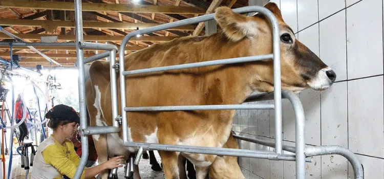 Preço do leite pago aos produtores teve redução no primeiro bimestre