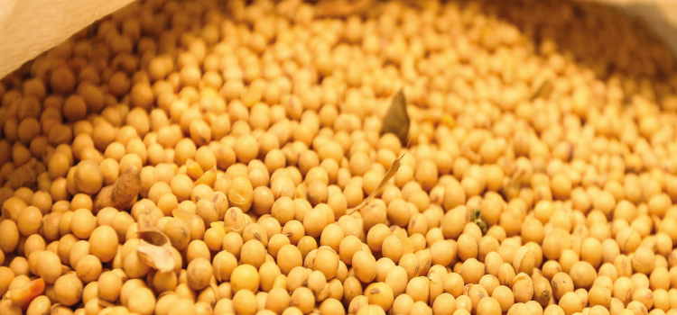 Preços da soja para o produtor continuam em alta; em cinco anos aumento foi de 155%.