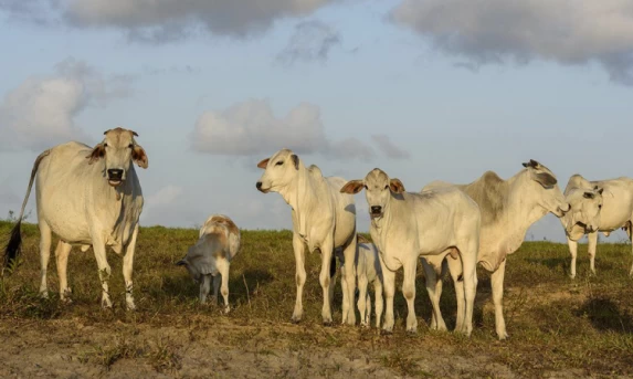 Pressão de baixa na arroba se intensifica, exigindo mais cautela na venda de boiadas.